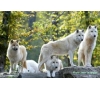 sortie au parc animalier de Sainte-Croix 2025