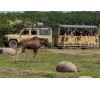 sortie au parc animalier de Sainte-Croix 2025
