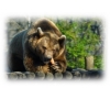 soigneur d'un jour au zoo d'Amnéville