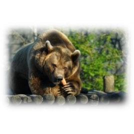 soigneur d'un jour au zoo d'Amnéville