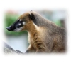 soigneur d'un jour au zoo d'Amnéville