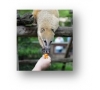 soigneur d'un jour au zoo d'Amnéville