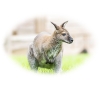 soigneur d'un jour au zoo d'Amnéville
